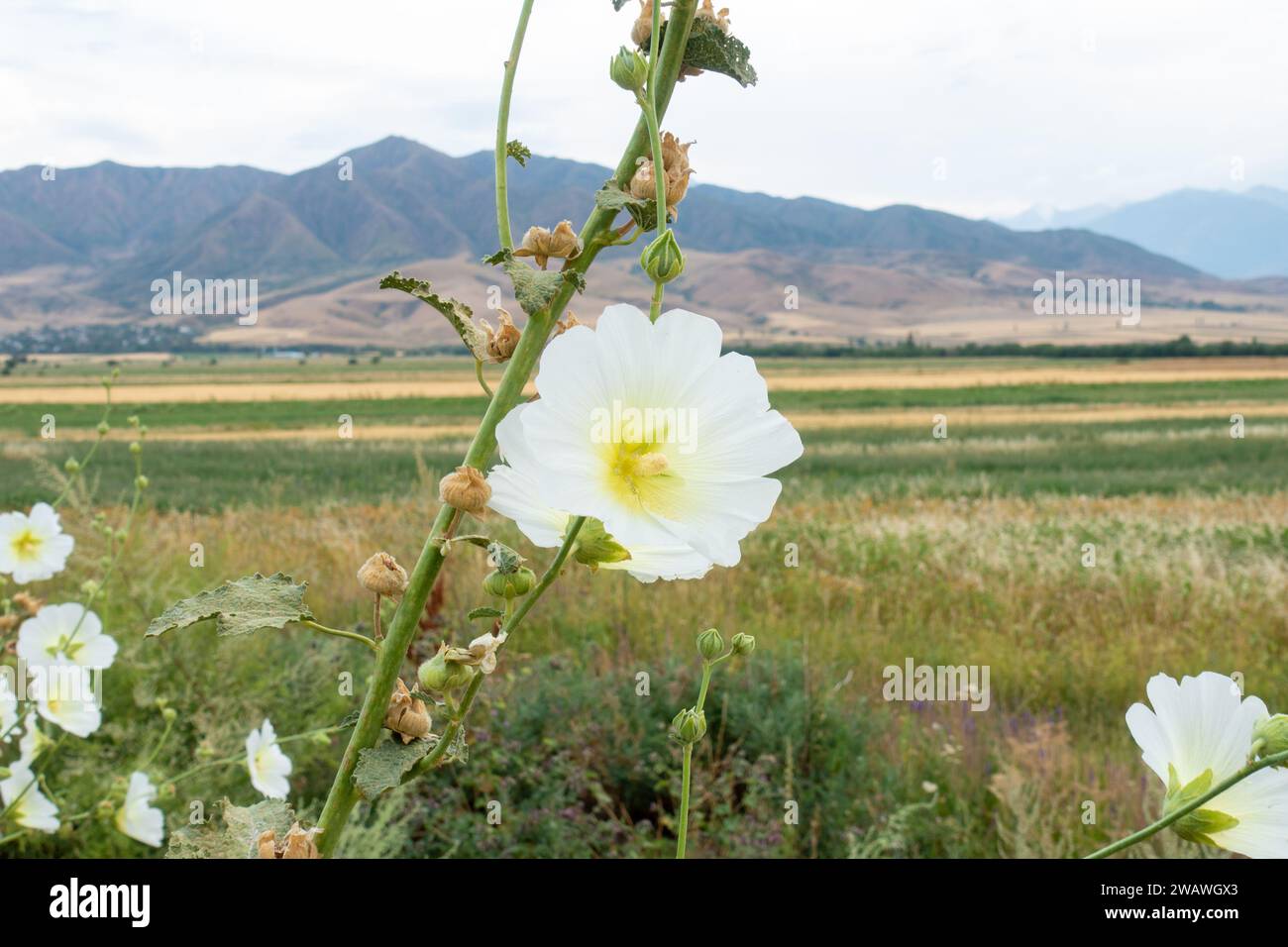 Malva white flower against the background of mountains in a natural environment. genus of herbaceous plants of the Malvaceae family Stock Photo