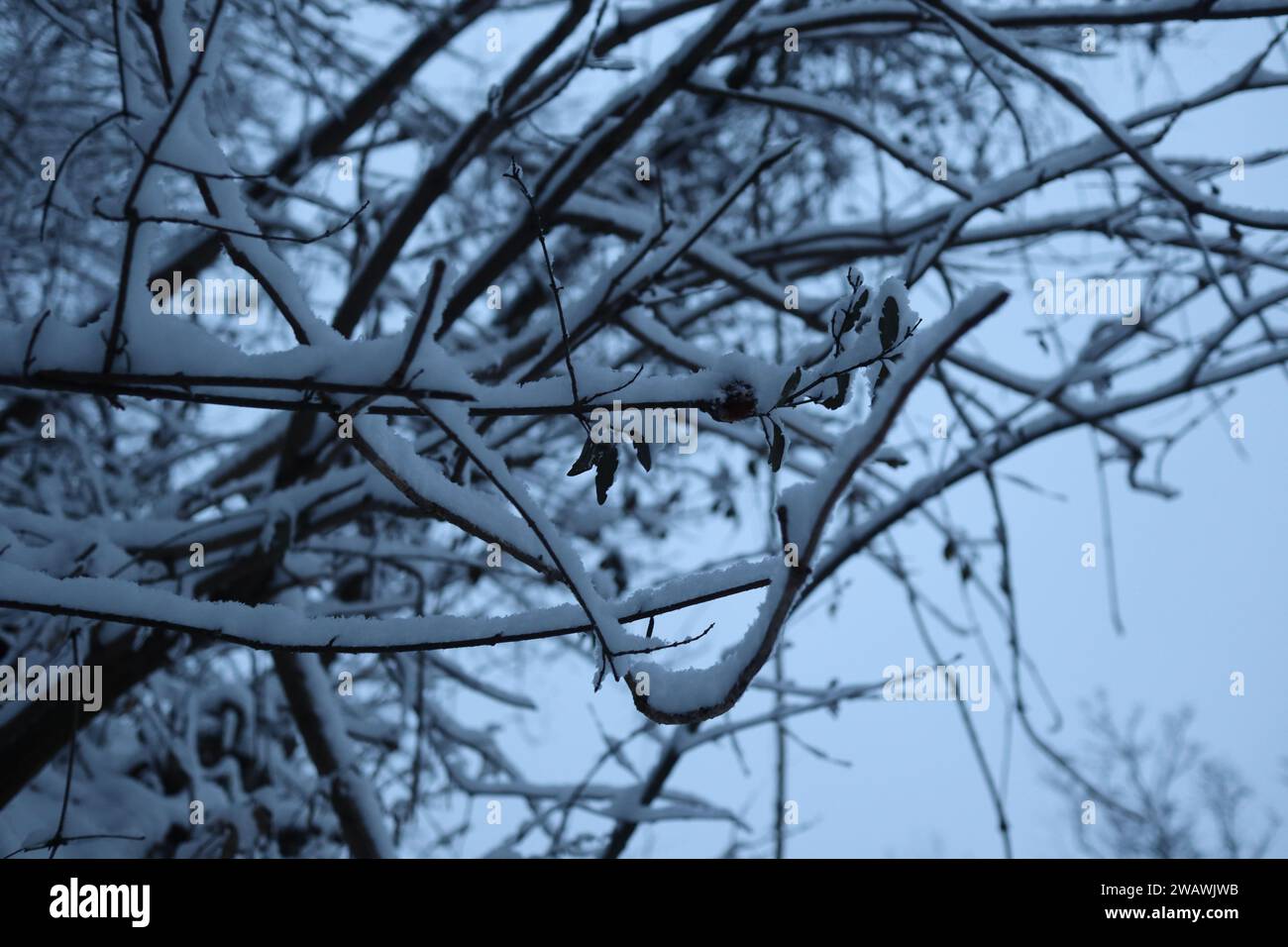 Winter forest snowy Nature background Stock Photo - Alamy