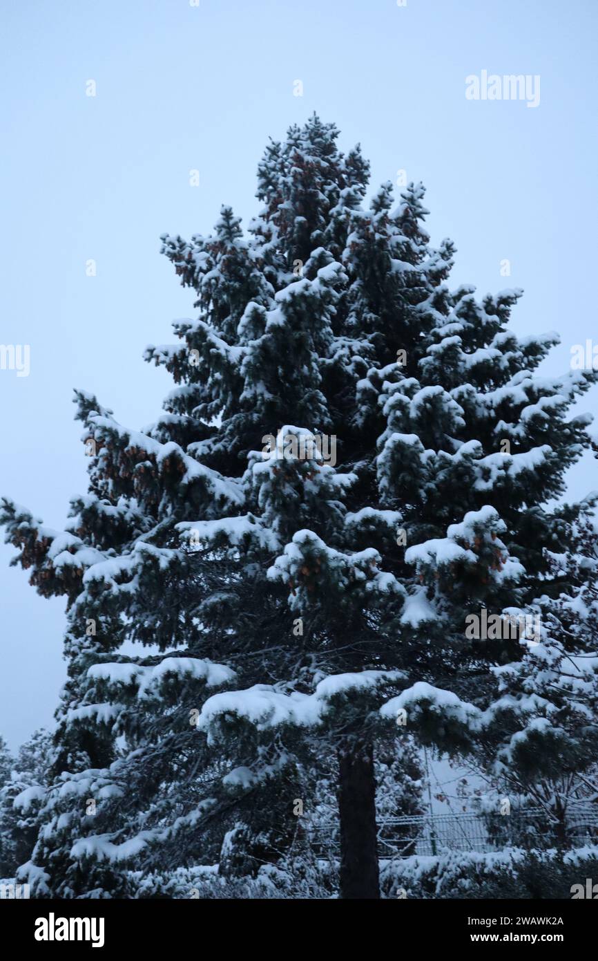 Winter forest snowy Nature background Stock Photo - Alamy