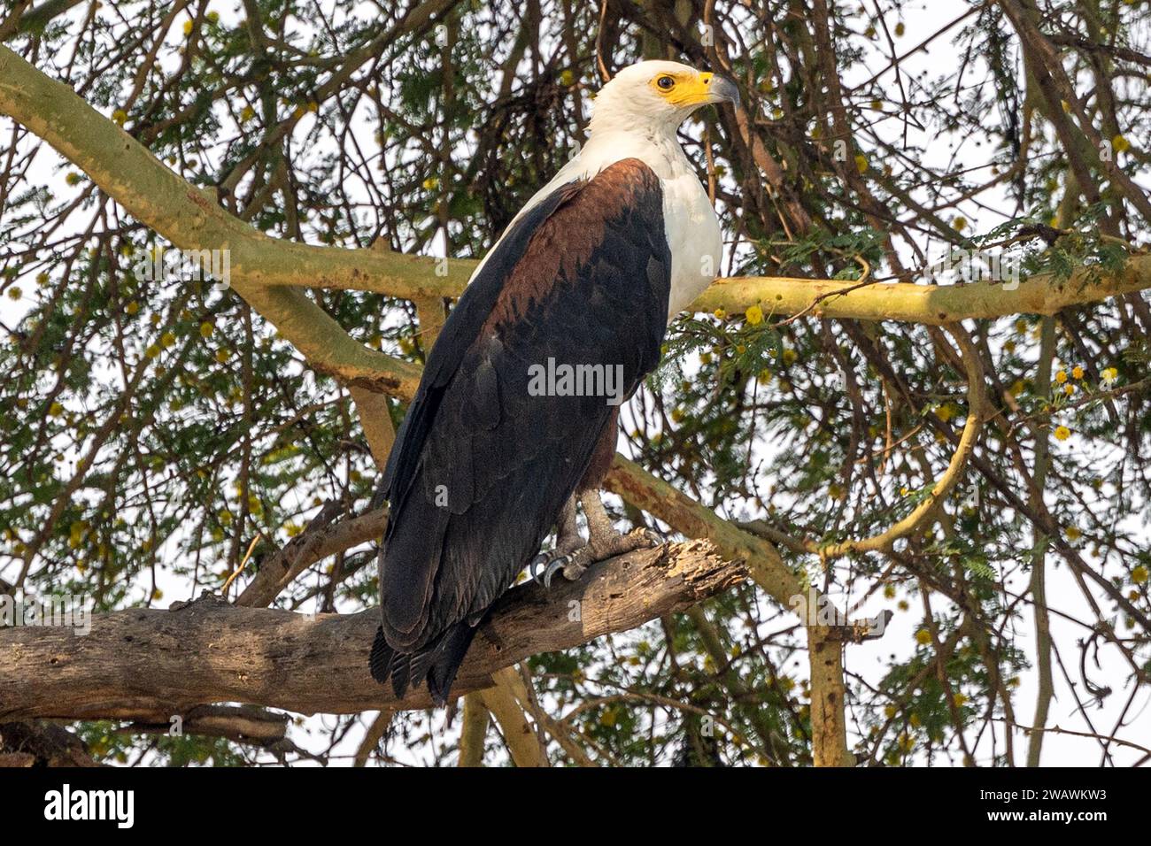 Afriican Fish Eagle, female, perched in a fever tree, Liwonde National Park, Malawi Stock Photo