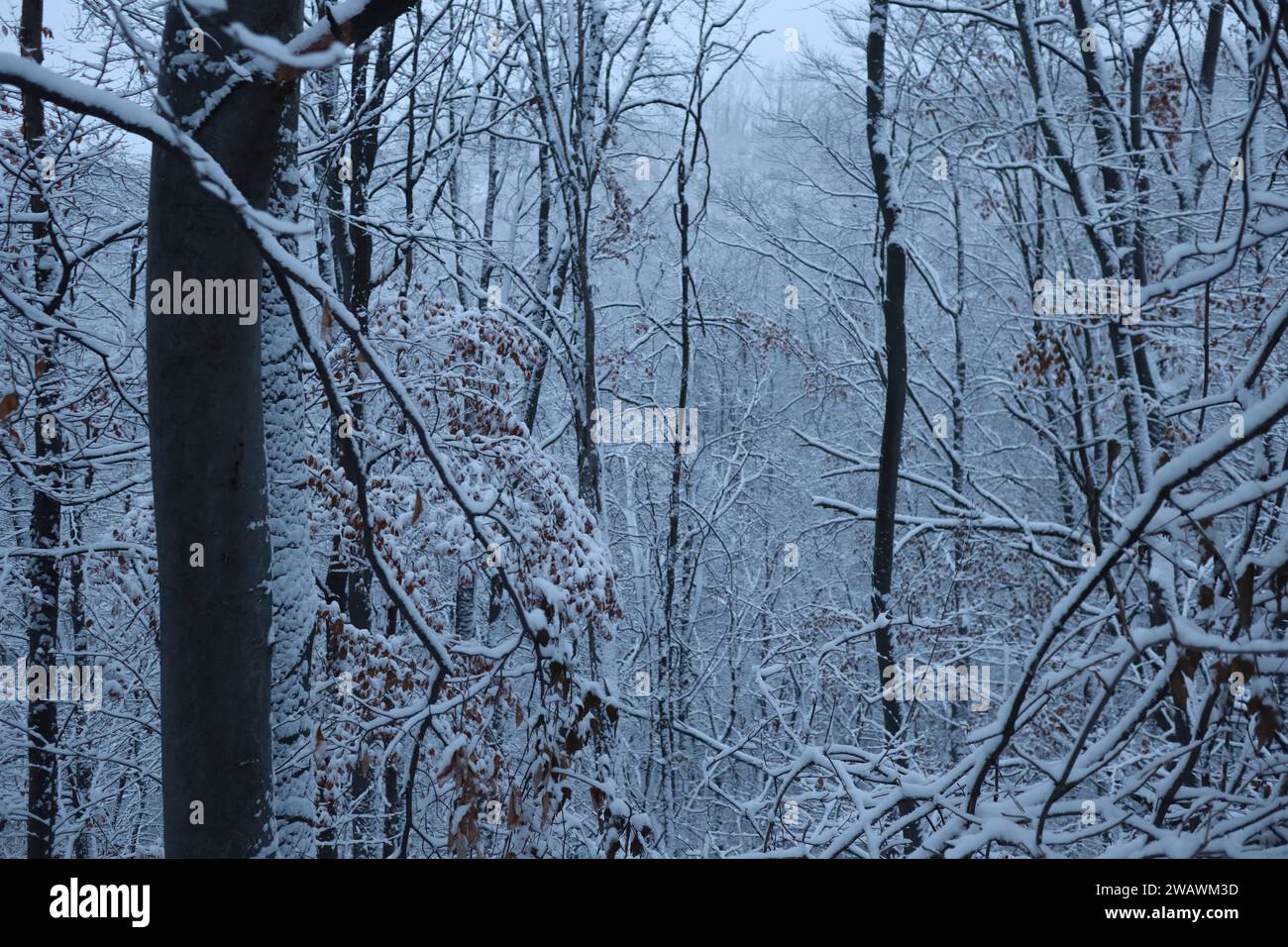 Winter forest snowy Nature background Stock Photo - Alamy