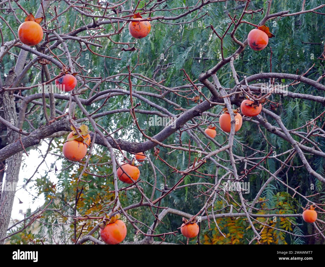 Parsimon tree Stock Photo