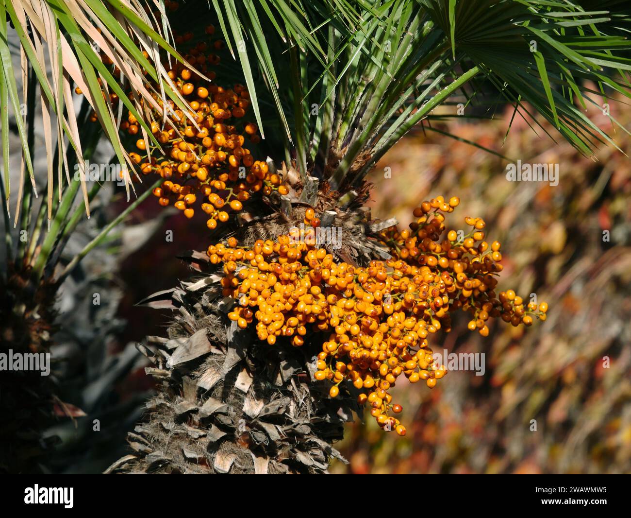Palm tree fruits Stock Photo Alamy Palm tree fruits Stock Photo Alamy