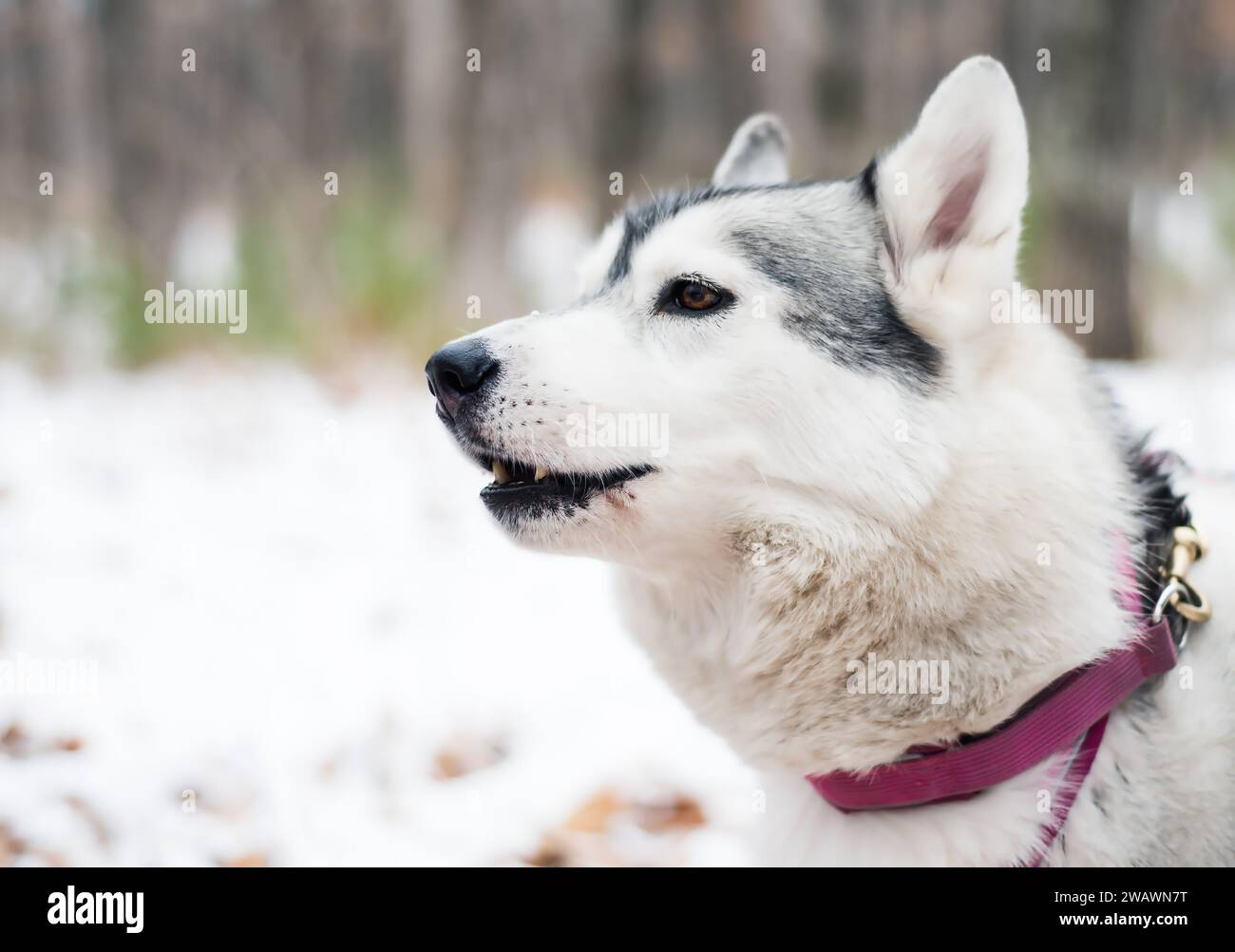 Portrait of young howling siberian husky Stock Photo