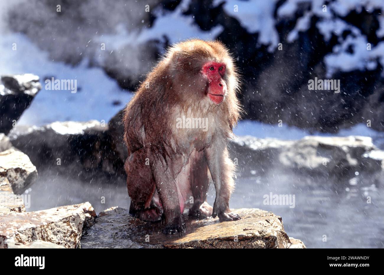 Japanese Macaque or Snow Monkey in winter near a hot spring pool and shaking water from its coat Stock Photo