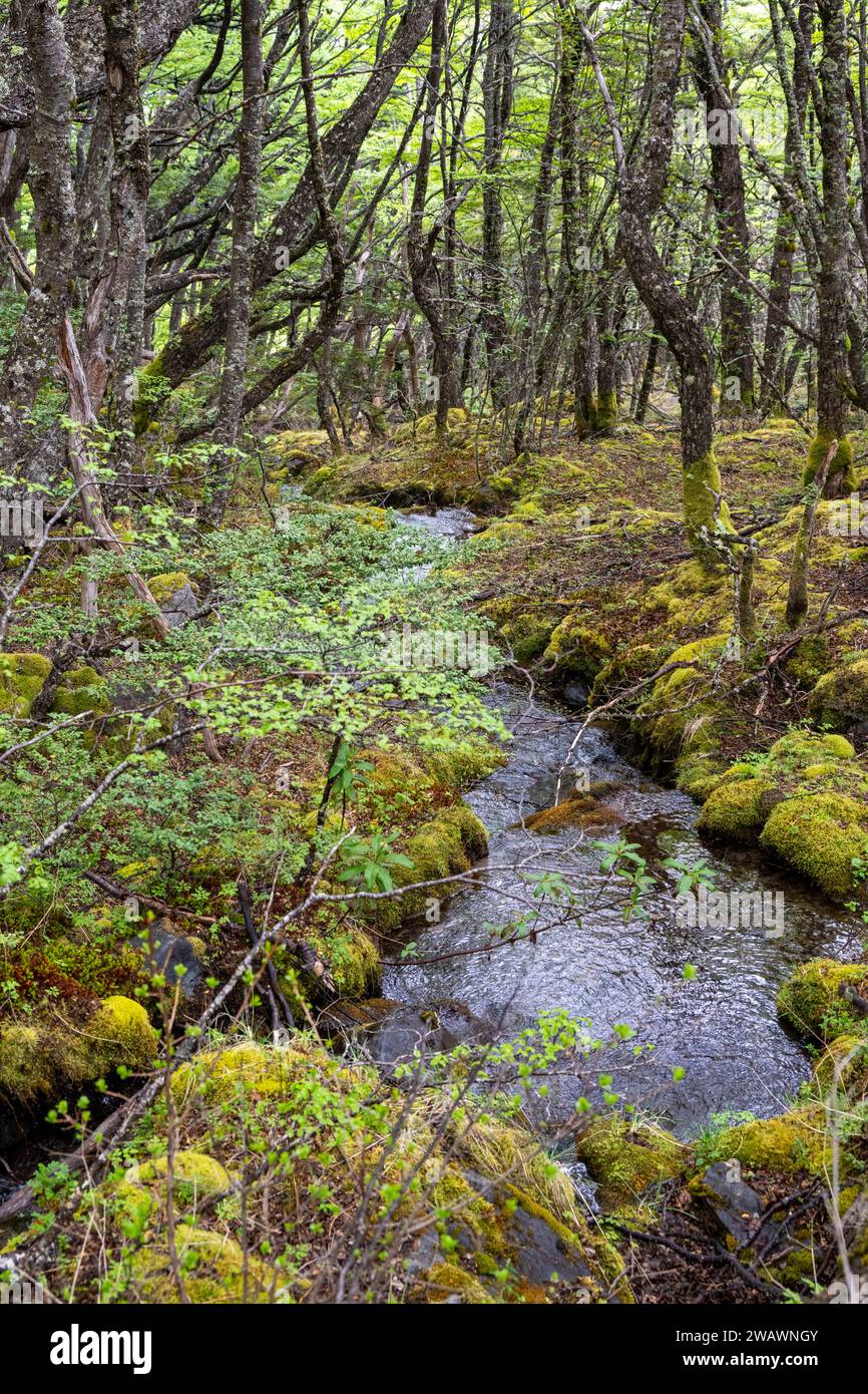 Patagonian Ancientt Woodlands, El Chalten, Argentina Stock Photo