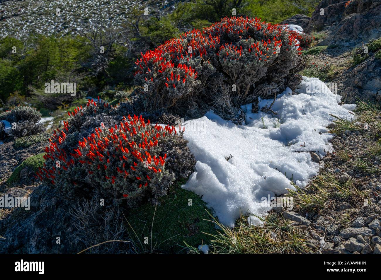 Scarlet Gorse or Fire tongue Bush, (Anarthrophyllum desideratum), El Calafate, Patagonia, Argentina Stock Photo