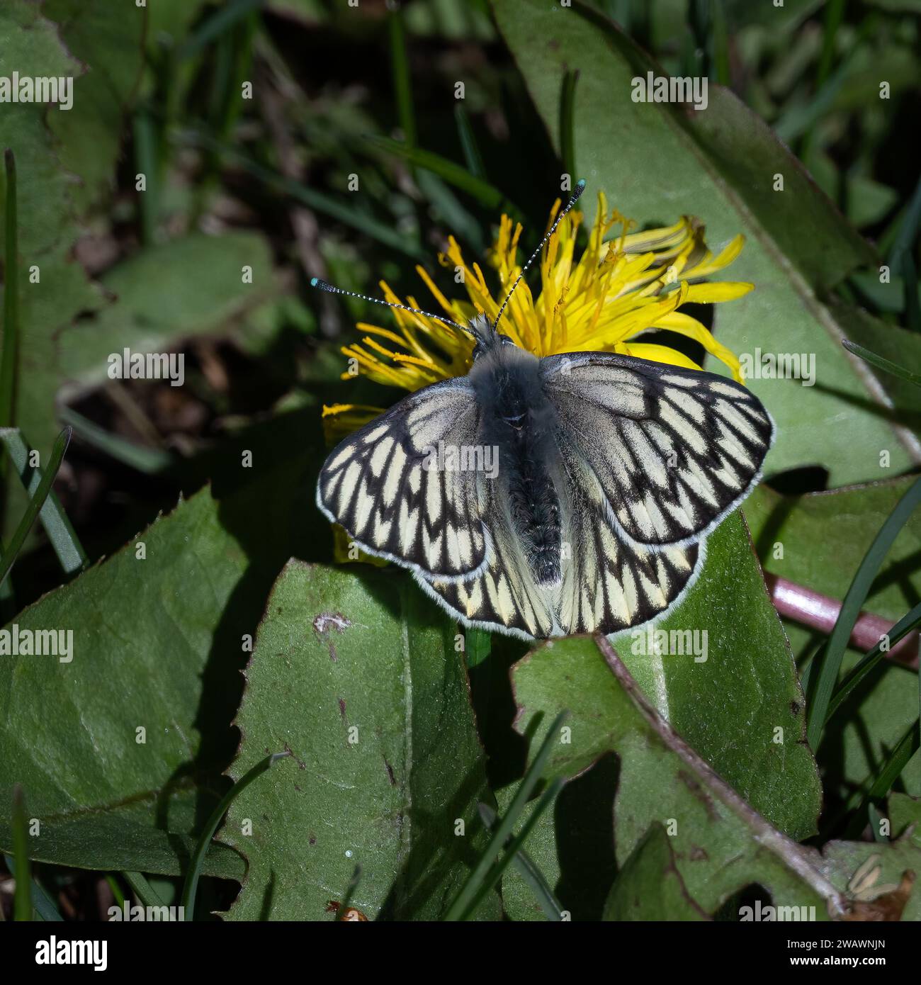 Tatochila theodice Butterfly, Patagonia, Argentina Stock Photo - Alamy