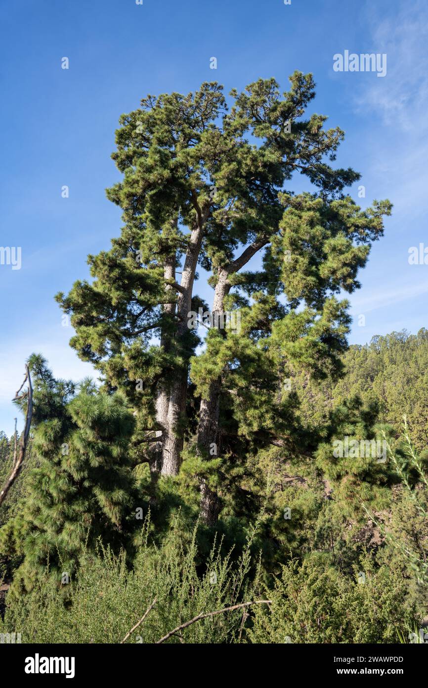 El Pino Gordo, biggest Canary Island pine (Pinus canariensis) tree in ...