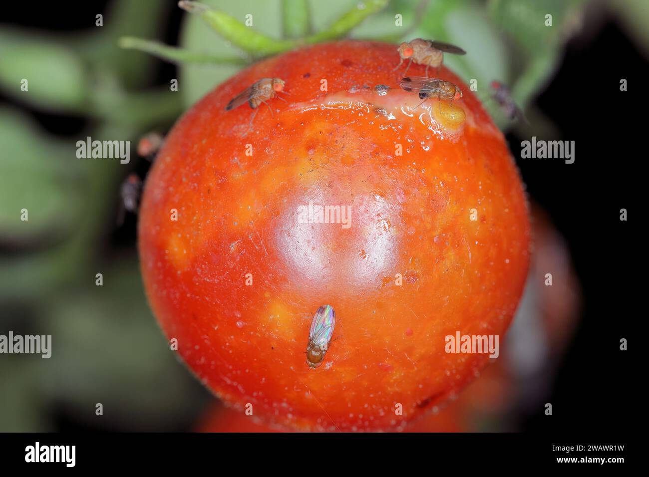 Cherry drosophila called also spottedwing drosophila (Drosophila