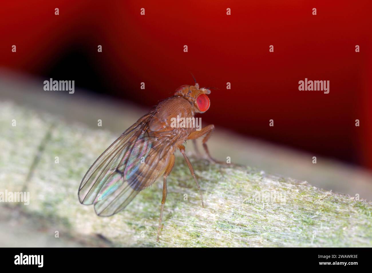 Spotted Wing Drosophila or Cherry Vinegar Fly