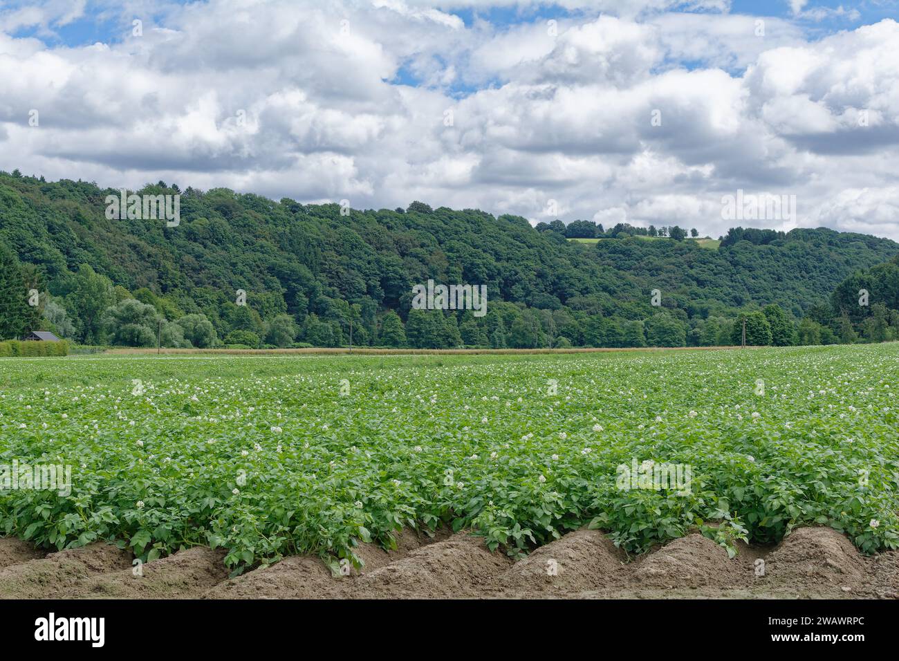 potato field in Bergisches Land close to Solingen, Germany Stock Photo