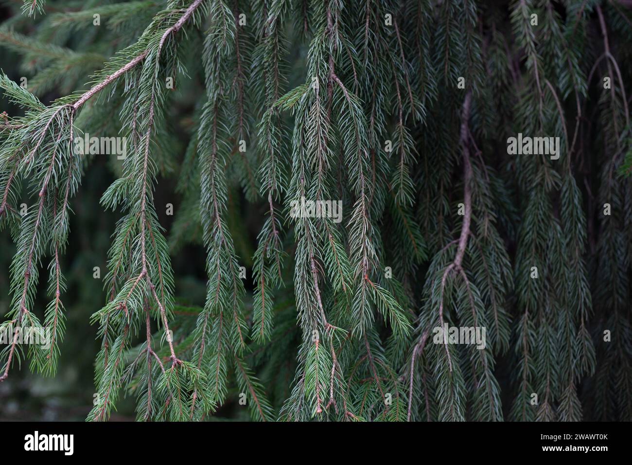 Branch of European spruce or Picea abies. Cultivar Virgata or Snake branch spruce. Natural green background of coniferous branches. Stock Photo