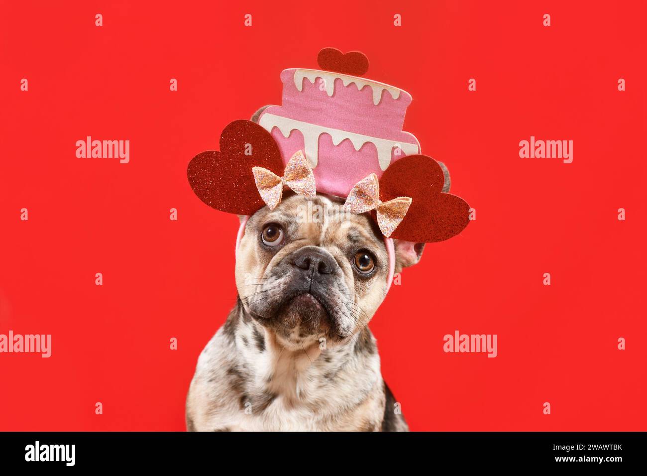 Merle French Bulldog dog with funny Birthday cale with hearts headband on pink background Stock Photo