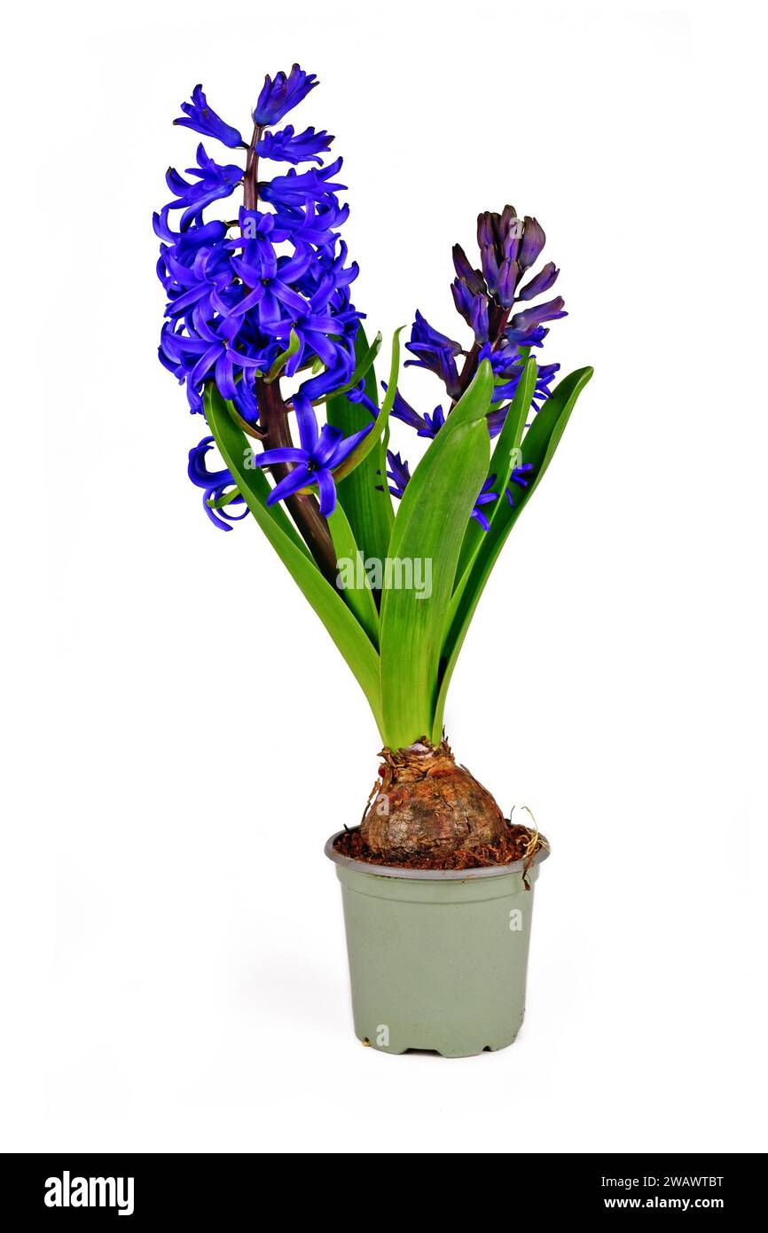 Blooming blue Hyacinthus spring flower in flower pot on white background Stock Photo