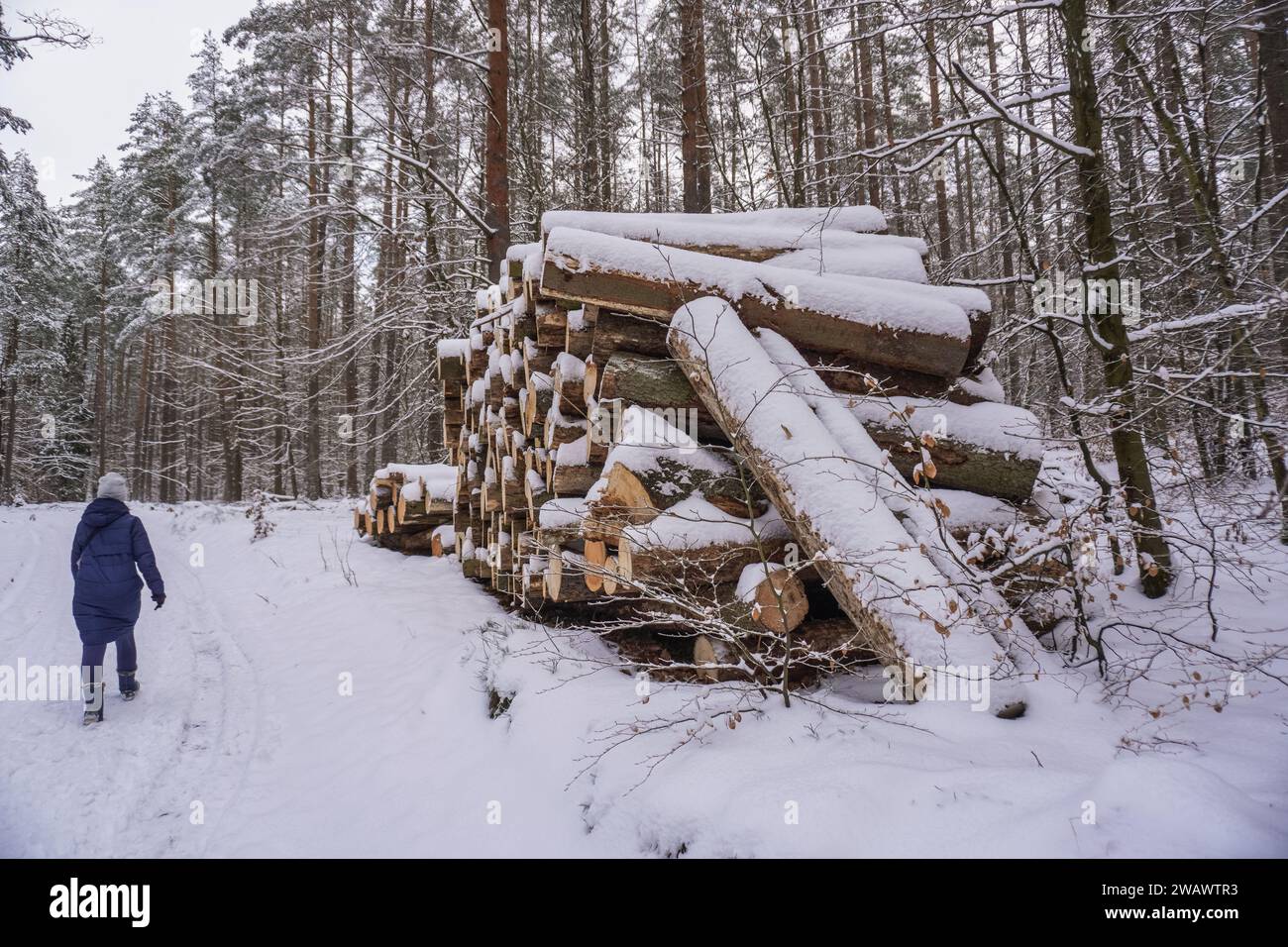 Otomin, Poland. 06th Jan, 2024. Otomin, Poland Jan. 6th, 2024 Cut down