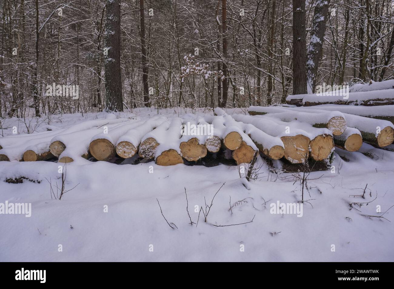 Otomin, Poland. 06th Jan, 2024. Otomin, Poland Jan. 6th, 2024 Cut down logs of wood in the place of mass forest clearing carried out by the State Forests in the Tricity Landscape Park are seen in Otomin, Poland on 6 January 2024 (Photo by Vadim Pacajev/Sipa USA) Credit: Sipa USA/Alamy Live News Stock Photo