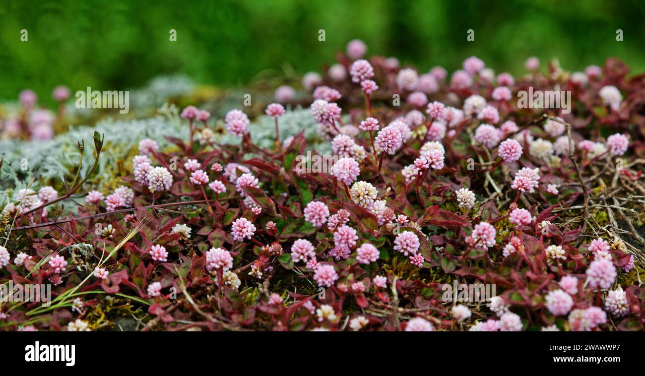 A carpet of small pink flowers and leaves covers the ground, knotweed (Polygonum capitatum), Madalena, Pico, Azores, Portugal Stock Photo