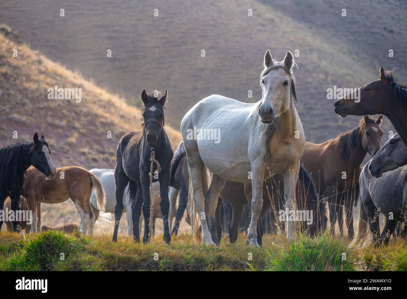 Gregarious herd hi-res stock photography and images - Alamy