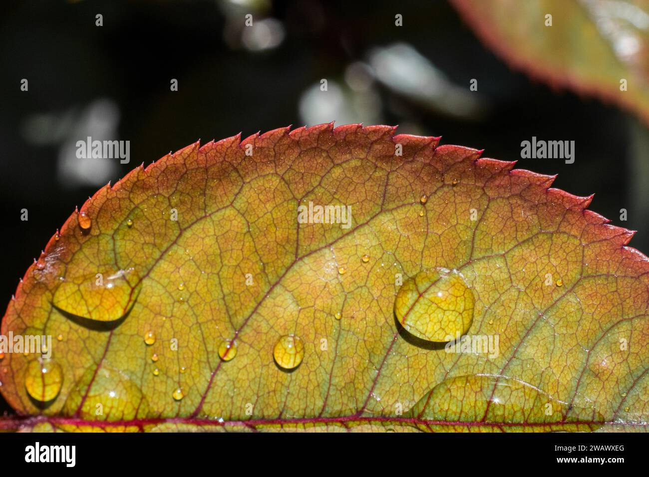 One separate green leaf with water drops on it Stock Photo