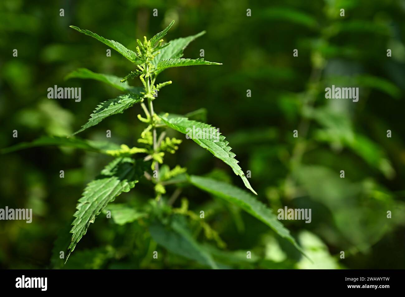 Beautiful nettle in nature with sun. (Urtica dioica) Stock Photo