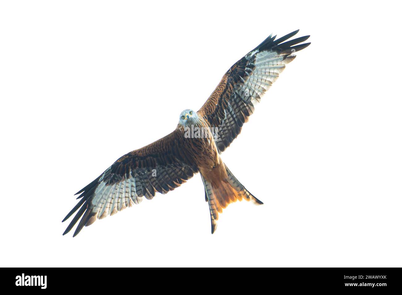 A red kite on the hunt, red kite, Montagu's harrier, king harrier, A bird of prey spreads its wings in flight against the clear sky, Stuttgart Stock Photo