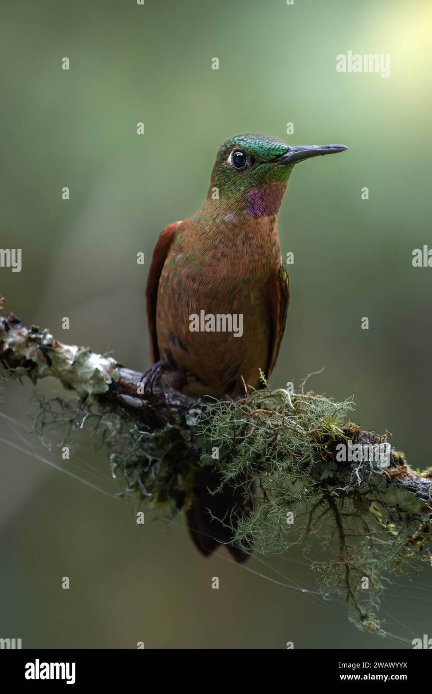 A brown-bellied brilliant hummingbird, colourful bird sitting on a green branch, Armenia, Quindio, Colombia Stock Photo