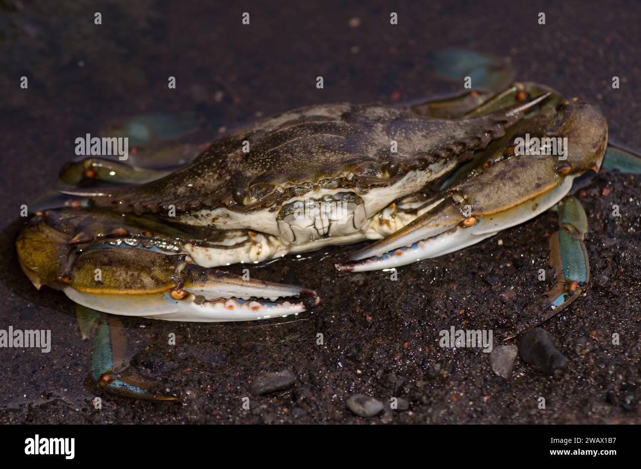 Blue crab Callinectes sapidus. San Sebastian de La Gomera. La Gomera. Canary Islands. Spain. Stock Photo