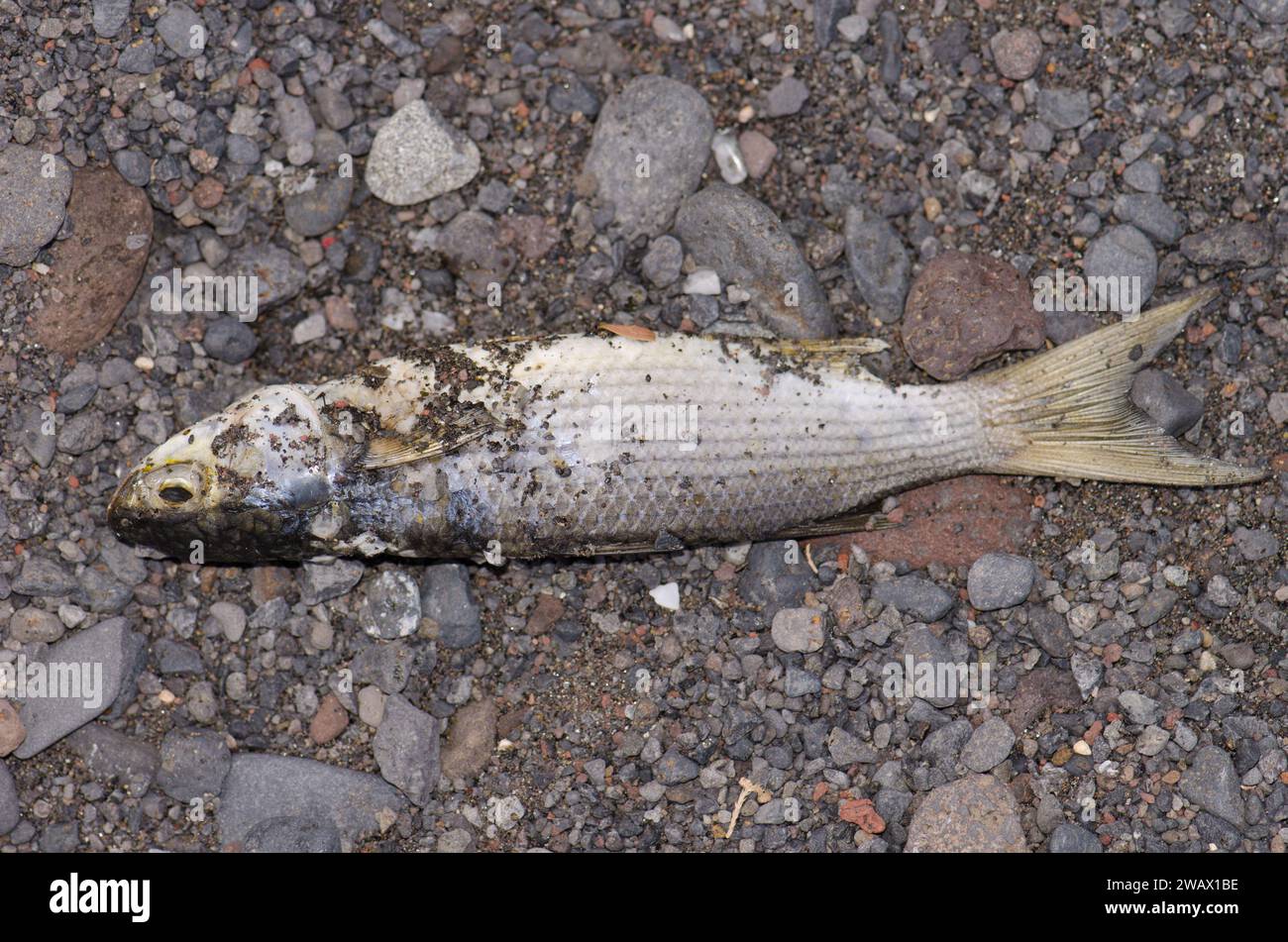 Golden grey mullet Chelon aurata dead. San Sebastian de La Gomera. La Gomera. Canary Islands. Spain. Stock Photo
