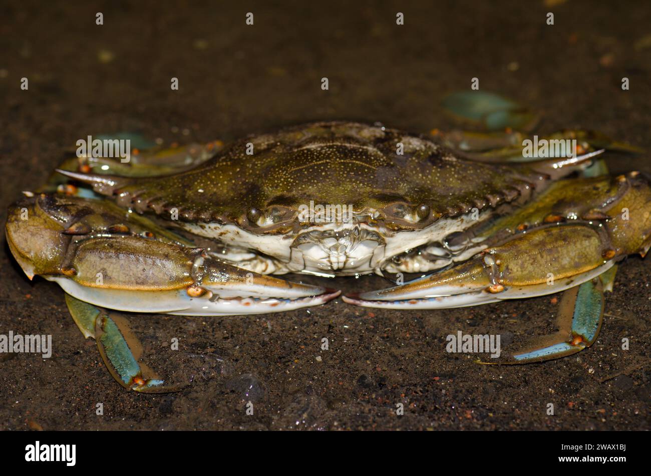 Blue crab Callinectes sapidus. San Sebastian de La Gomera. La Gomera. Canary Islands. Spain. Stock Photo