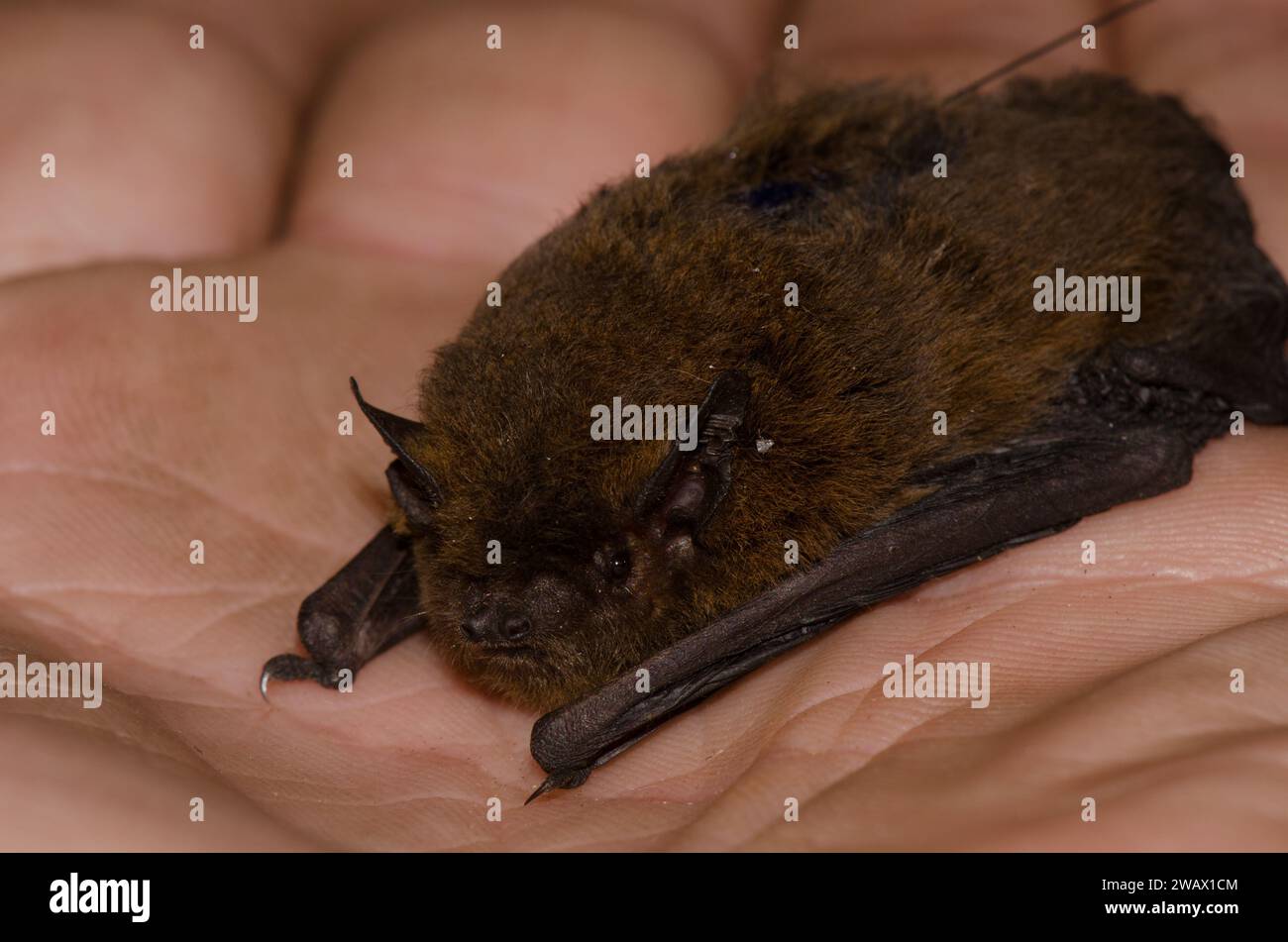 Madeira pipistrelle Pipistrellus maderensis equipped with a radio