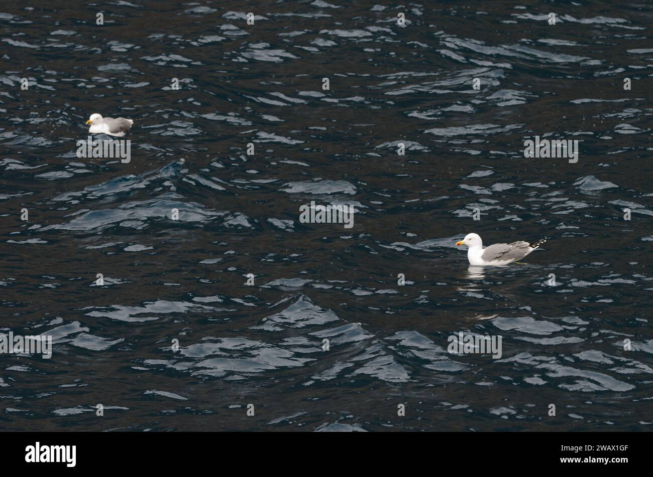 Yellow-legged gulls Larus michahellis atlantis. Vallehermoso. La Gomera. Canary Islands. Spain. Stock Photo