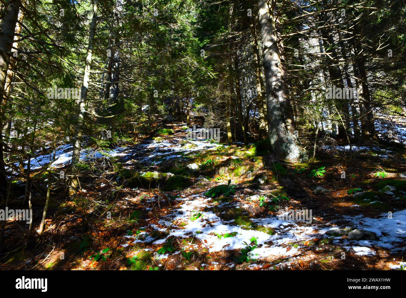 Coniferous spruce (Picea abies) forest in winter Stock Photo - Alamy