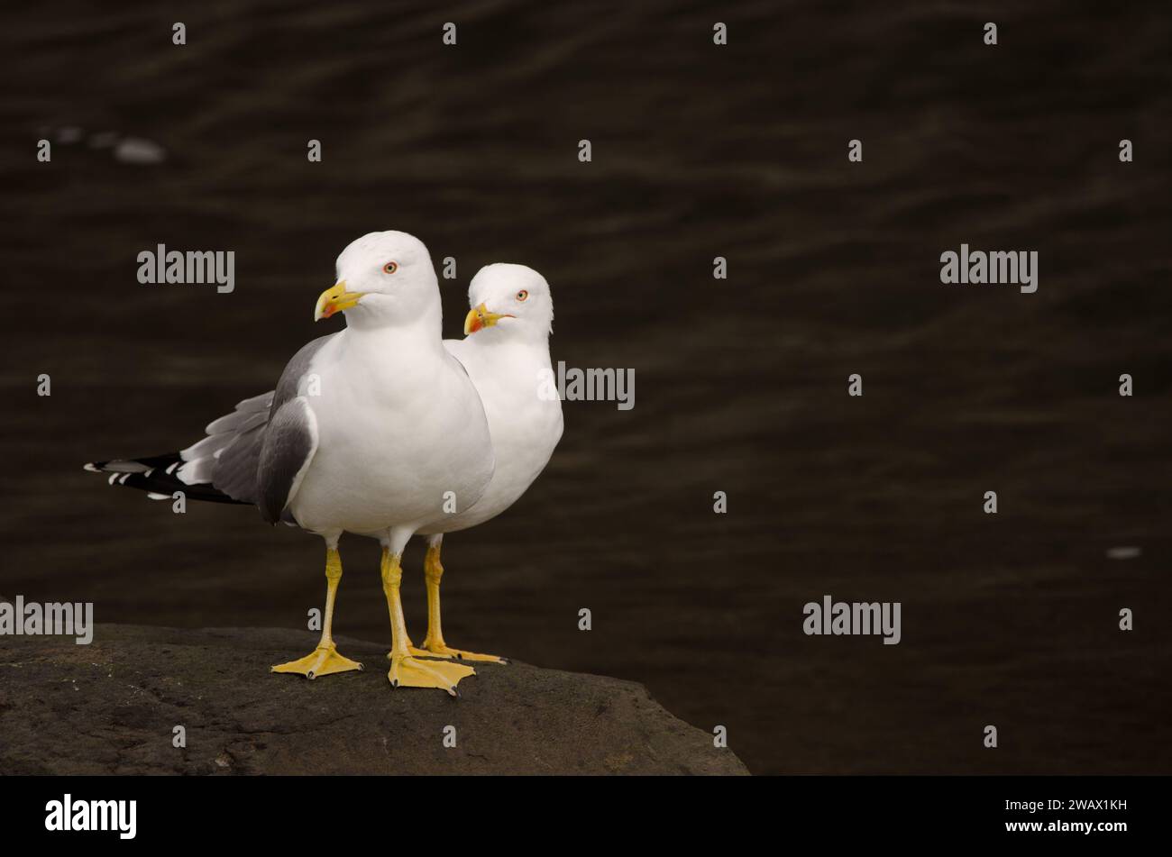 Yellow-legged gulls Larus michahellis atlantis. Valle Gran Rey. La Gomera. Canary Islands. Spain. Stock Photo