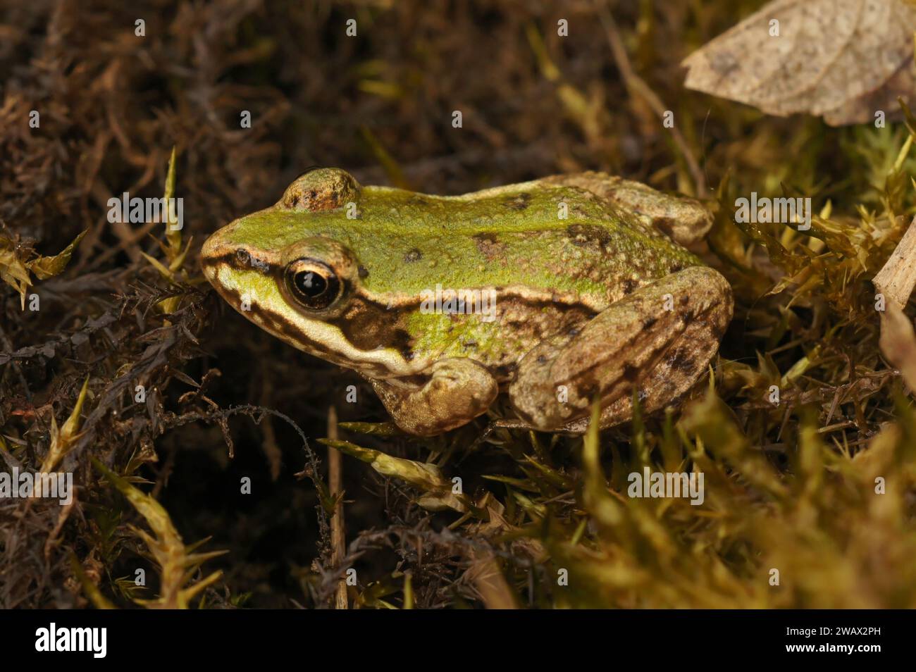 Detailed closeup on a juvenile European edible frog, Pelophylax ridibundus sitting in moss Stock Photo