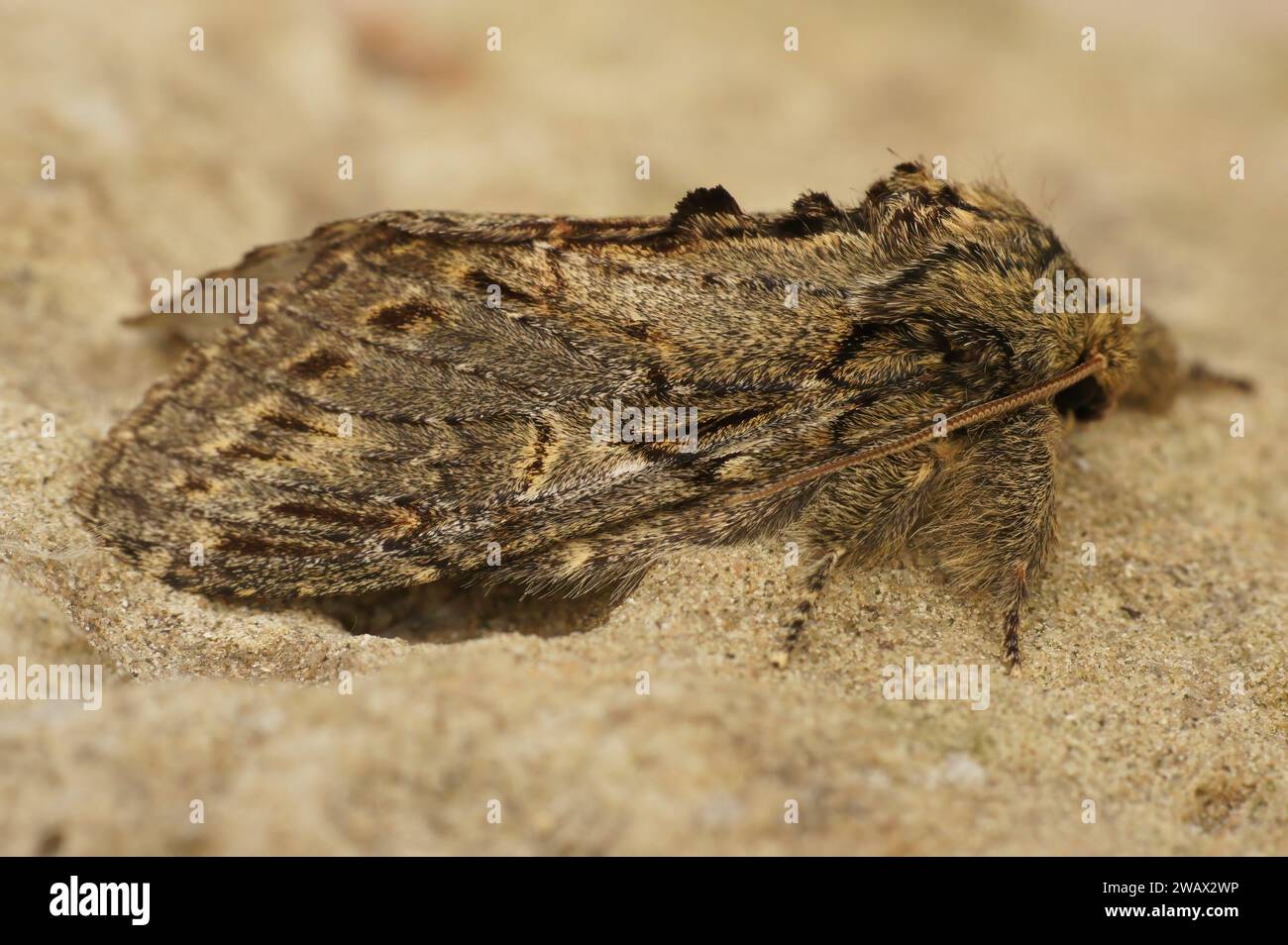 Detailed closeup on the Great prominent moth,Peridea anceps sitting on a stone Stock Photo