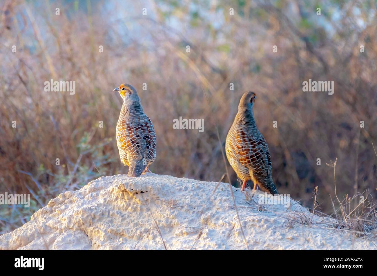 The grey francolin is a species of francolin found in the plains and drier parts of the Indian subcontinent and Iran. Stock Photo