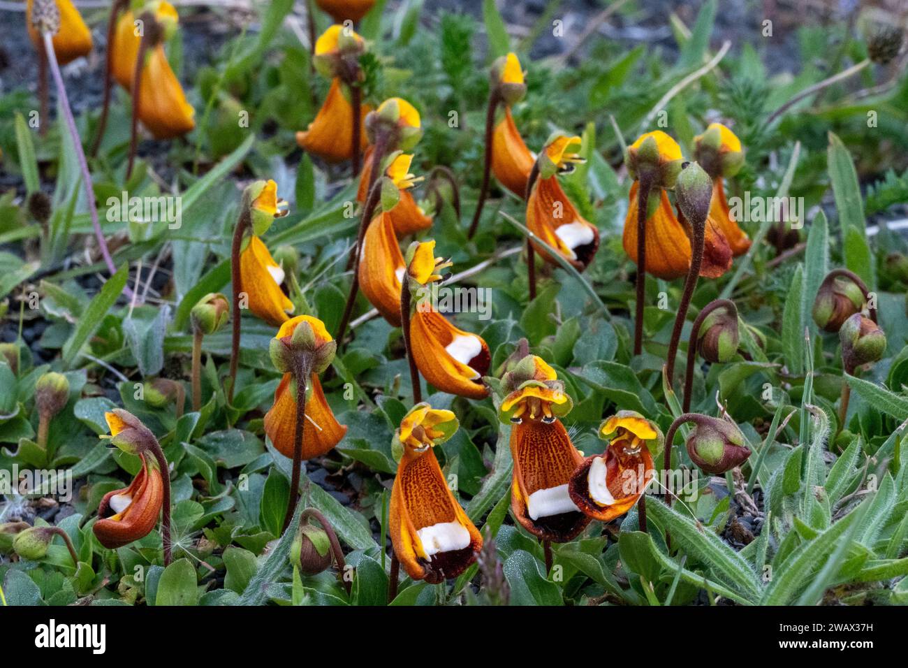 Darwin's Slipper (Calceolaria uniflora), Patagonia, Chile Stock Photo