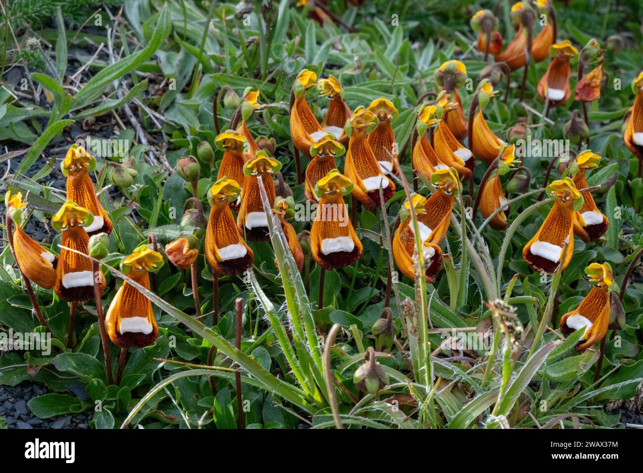 Darwin's Slipper (Calceolaria uniflora), Patagonia, Chile Stock Photo