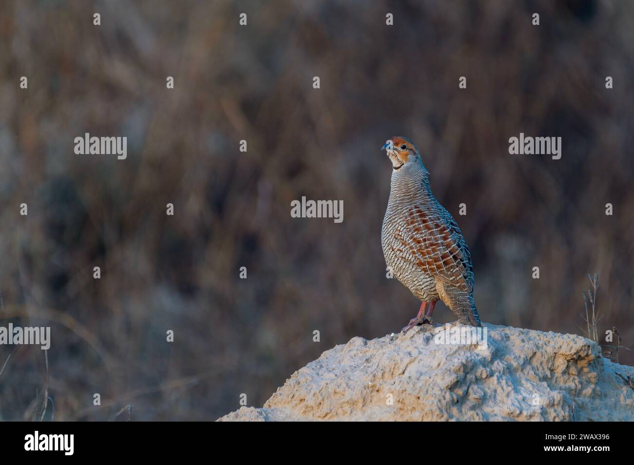 The grey francolin is a species of francolin found in the plains and drier parts of the Indian subcontinent and Iran. Stock Photo