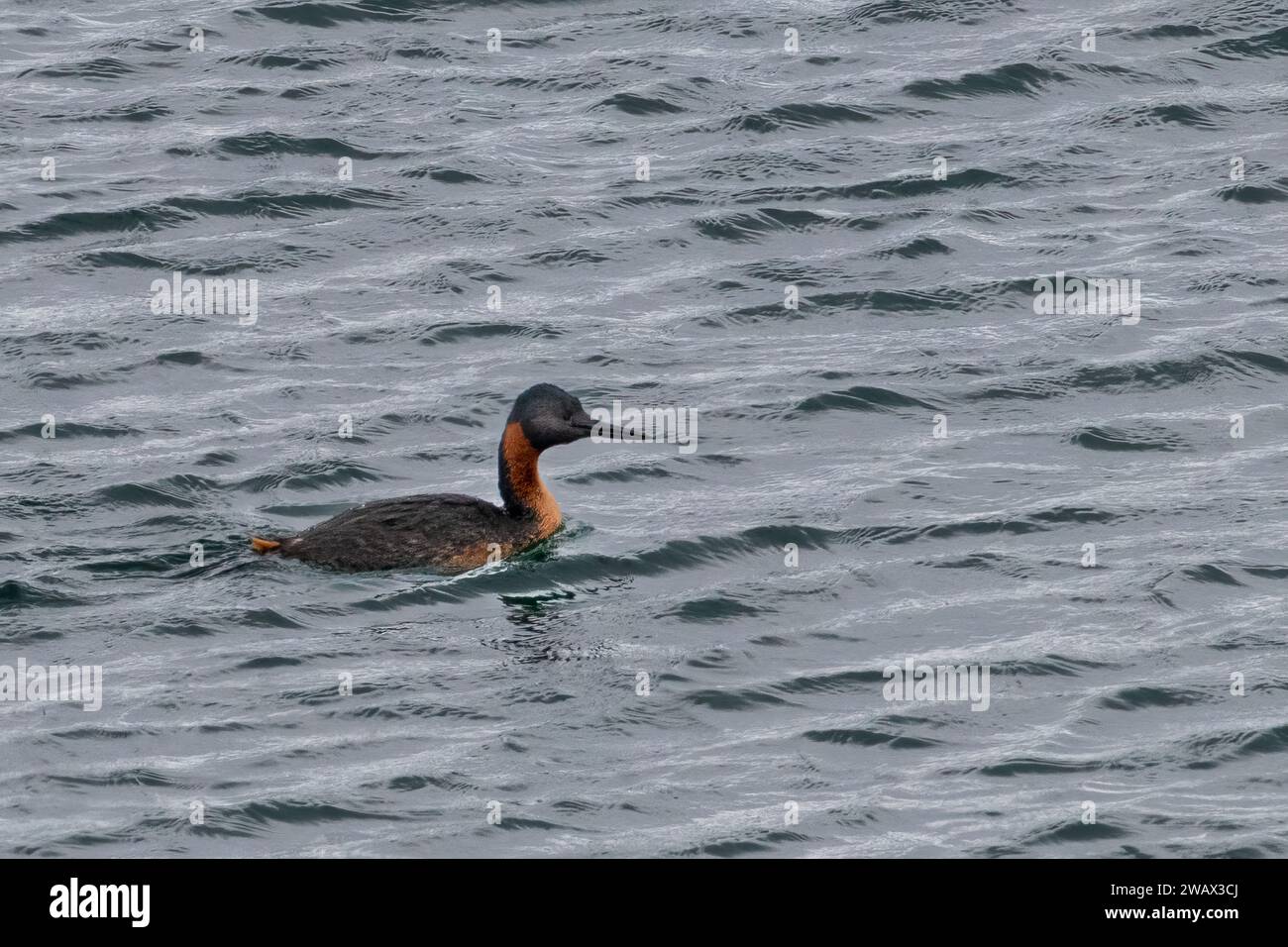 Great grebe (Podiceps major), Torres del Paine, Patagonia, Chile Stock Photo