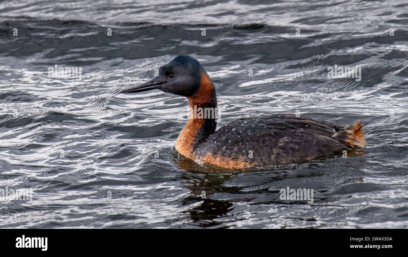 Great grebe (Podiceps major), Torres del Paine, Patagonia, Chile Stock Photo