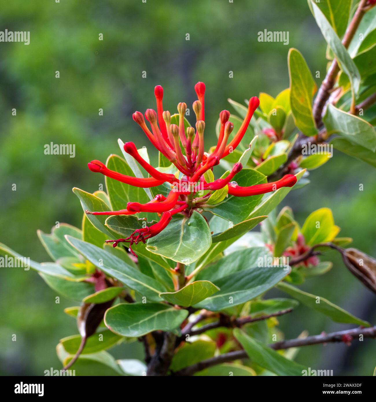 Chilean Fire Bush (Red Embothrium Coccineum) Stock Photo