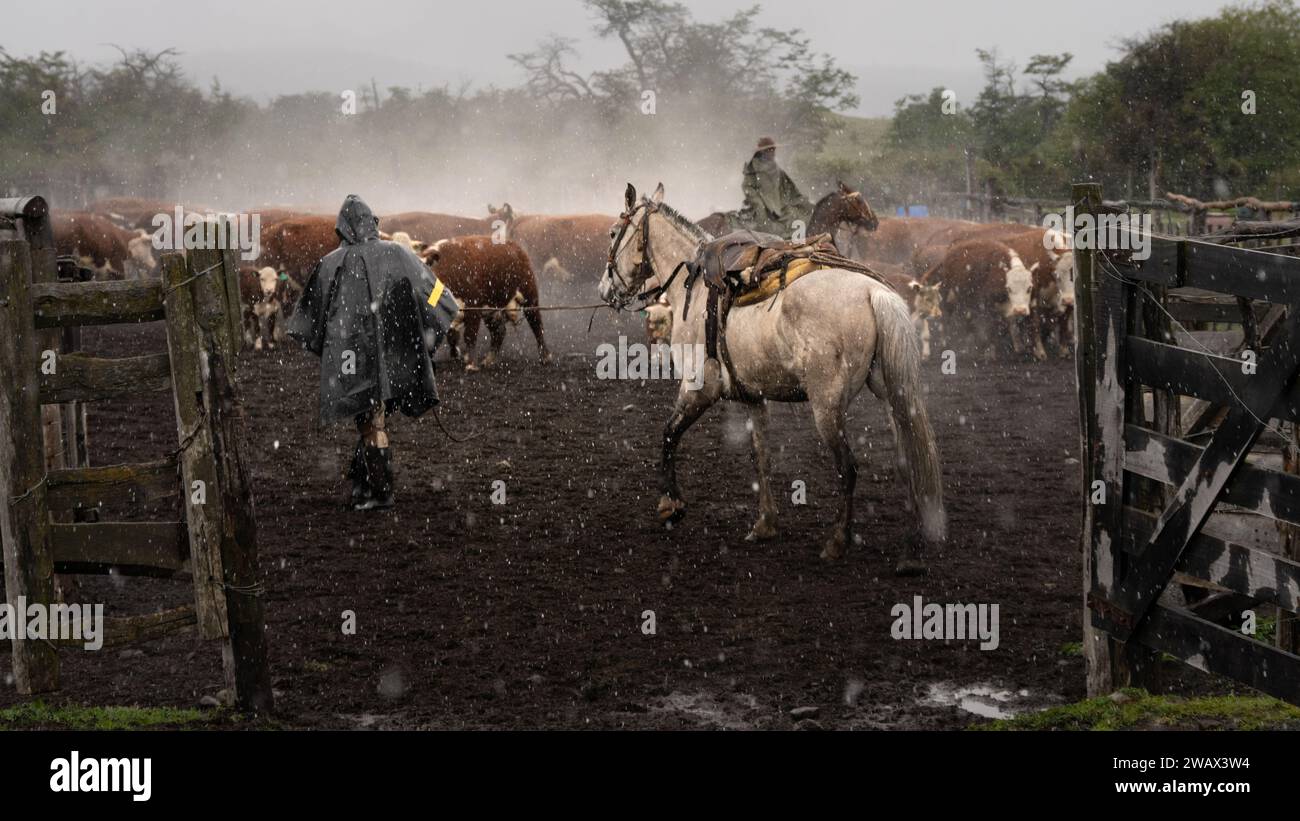 Cattle Ranching on an Estancia, Patagonia, Argentina Stock Photo