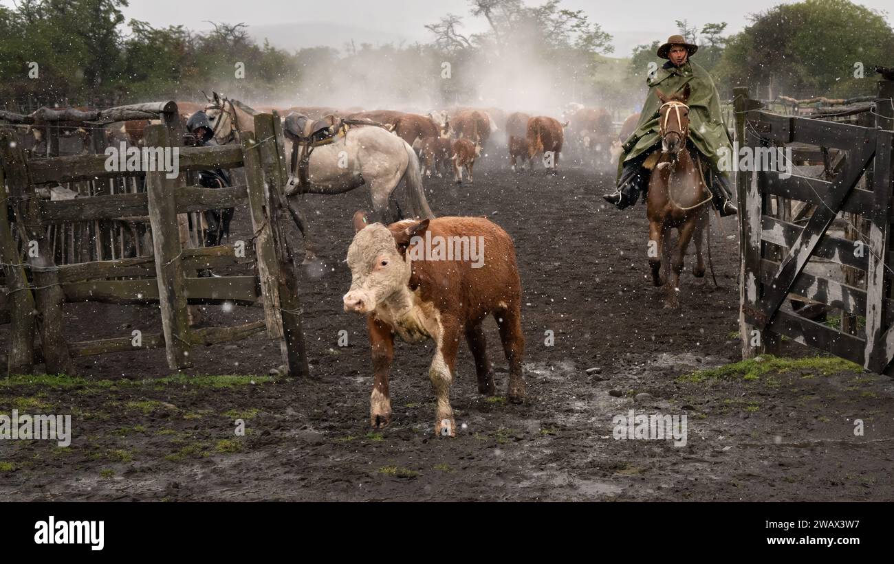 Cattle Ranching on an Estancia, Patagonia, Argentina Stock Photo