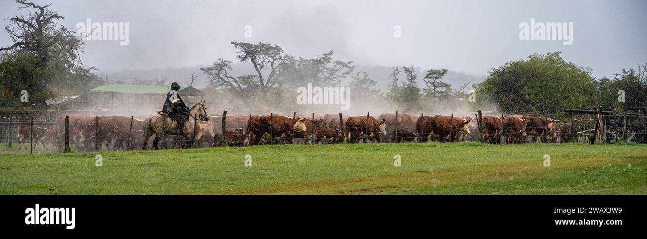 Cattle Ranching on an Estancia, Patagonia, Argentina Stock Photo