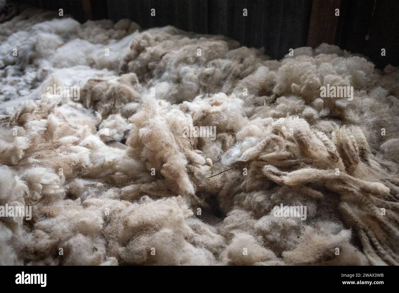 Raw Sheep Wool Stock Photo - Alamy