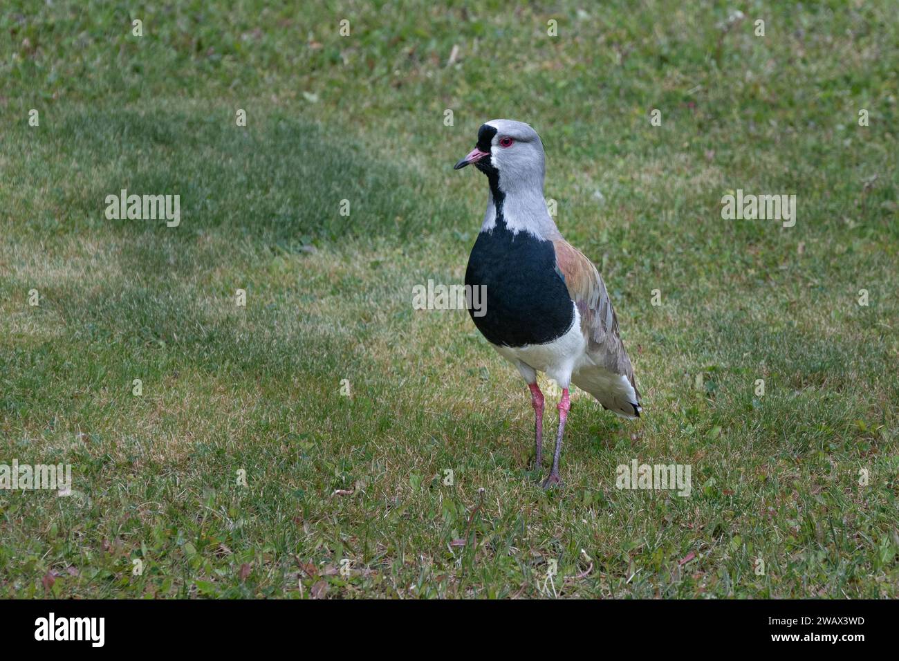 Southern Lapwing (Vanellus chilensis) Stock Photo