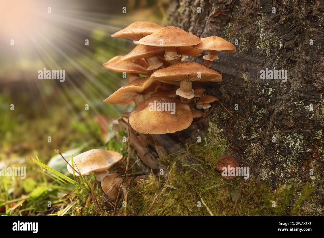 honey fungus growing on a spruce stump in natural habitat; you can find these mushrooms in late autumn and they are very good for cooking (Armillaria Stock Photo