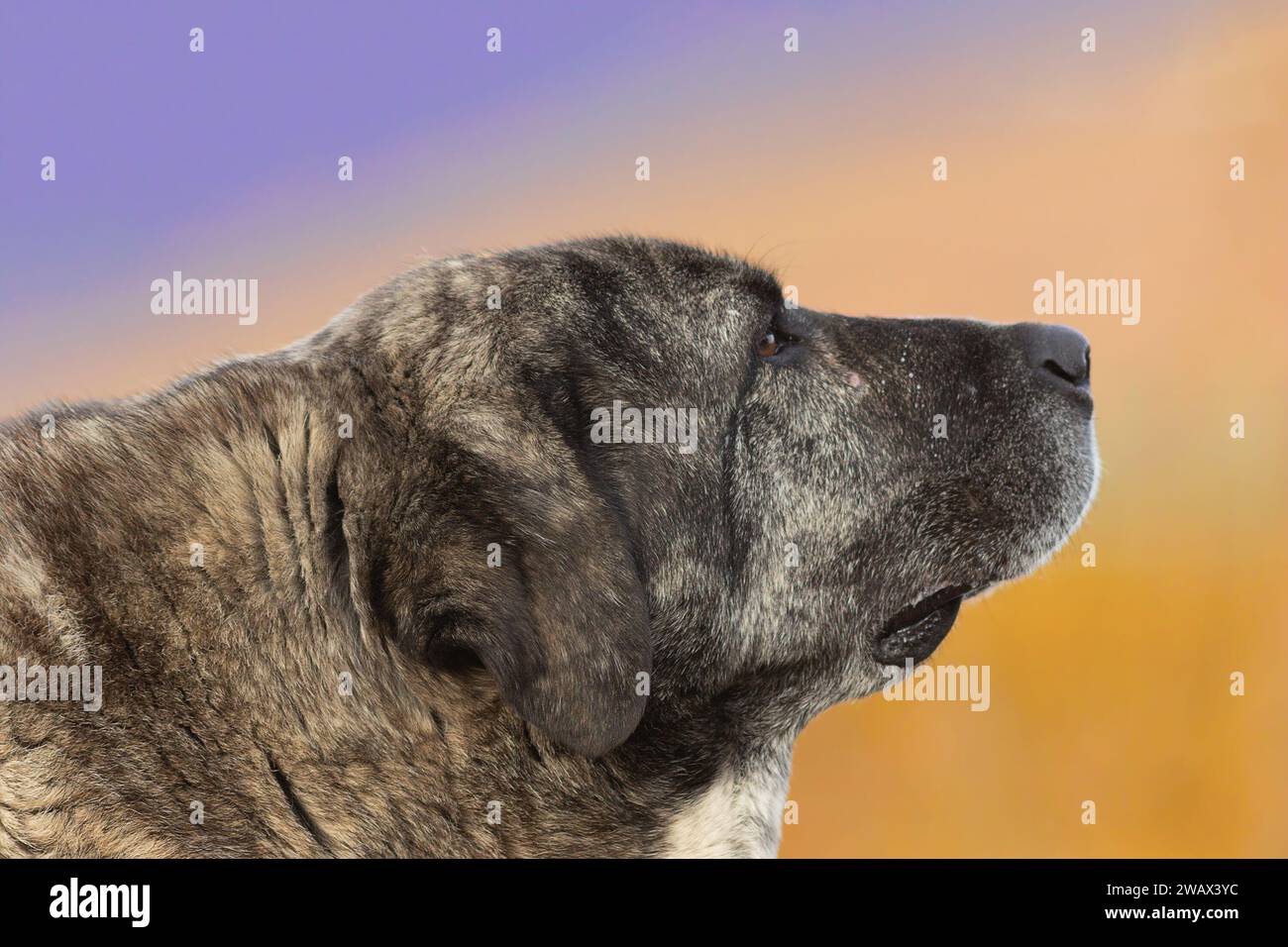 portrait of a kangal dog over colorful out of focus background; closeup on animal’s head; these dogs are very good shepherd guardians against wolves a Stock Photo